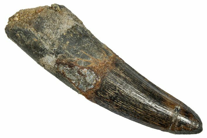 Fossil Spinosaurus Tooth - Real Dinosaur Tooth #345458